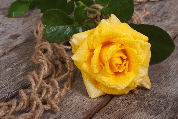 Delicate gele roos op een oude ruwe houten tafel — Stockfoto