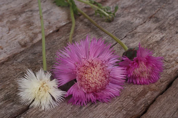 Pink and white garden cornflower on an old wooden board — Stock Photo, Image