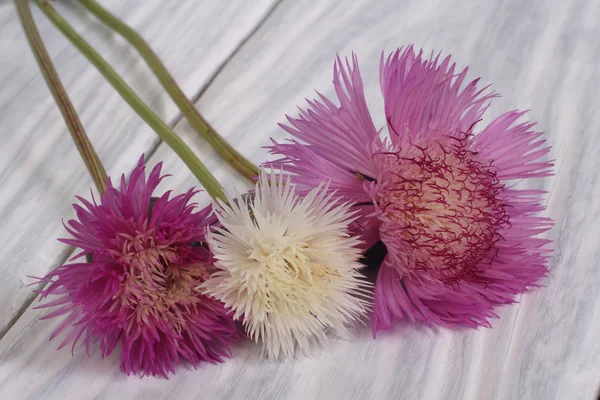 Букет з різнокольорових квітів — стокове фото