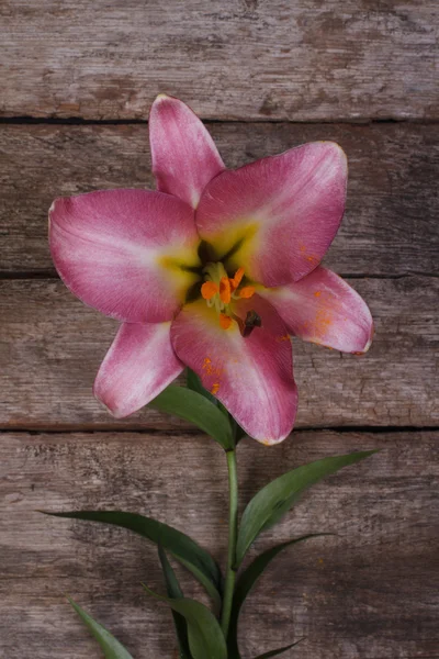 Flor de lirio rosa en el fondo de una tabla vieja. vertical — Foto de Stock