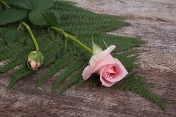 Bud delicate pink roses and green ferns on old wooden — Stock Photo, Image