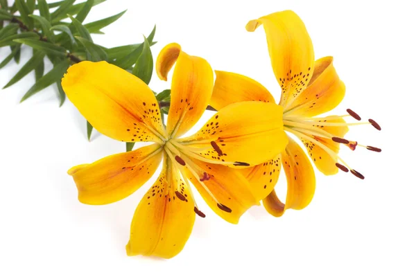 Bouquet de fleurs jaune vif lis isolés sur blanc — Photo