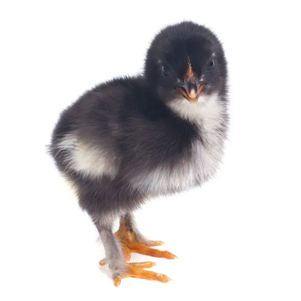 Black chick chicken with a white chest isolated on white — Stock Photo, Image