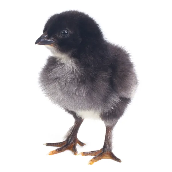 Small black fluffy chicken isolated on white . close-up — Stock Photo, Image