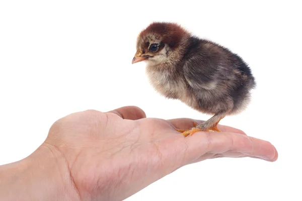 Pequeña gallina de pollo en una palma femenina aislada en blanco — Foto de Stock