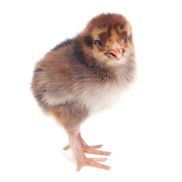 Pasgeboren pluizig bruin chick kip geïsoleerd op witte achtergrond — Stockfoto