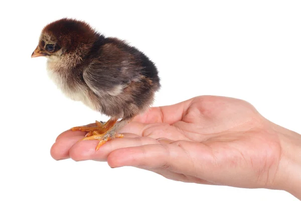 Newborn fluffy brown chicken on a palm isolated — Stock Photo, Image