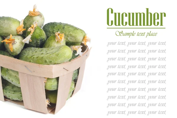 Fresh cucumbers in a wooden container, isolated — Stock Photo, Image