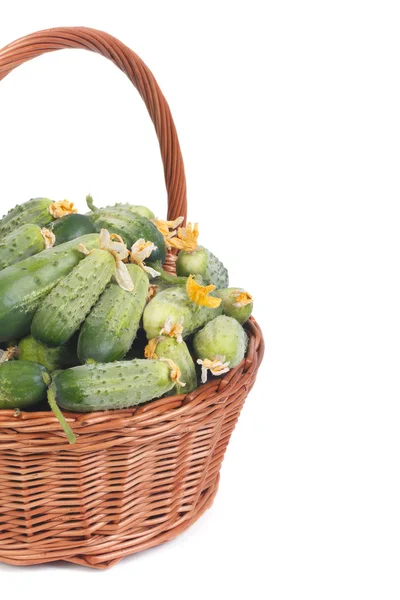 Wicker basket of fresh cucumbers isolated on white background — Stock Photo, Image