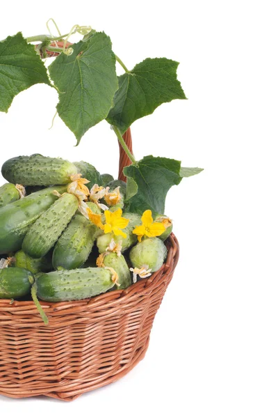 Pepinos em uma cesta de vime decorada com flores e folhas — Fotografia de Stock