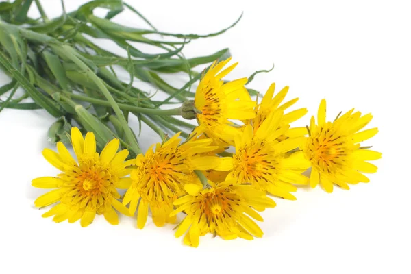 Strauß gelber Blumen salsifyс auf weißem Hintergrund — Stockfoto