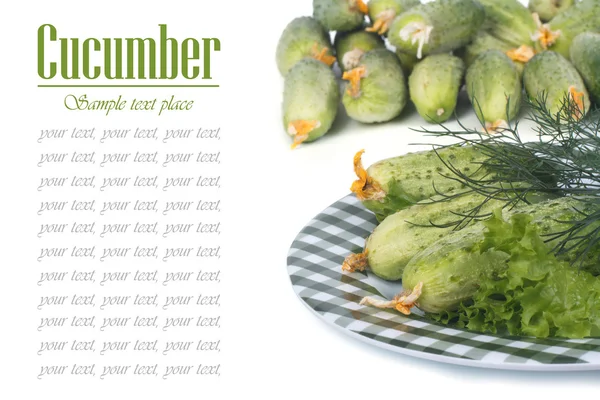 Fresh cucumbers, lettuce and dill on a plate isolated — Stock Photo, Image