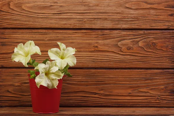 Flores amarillas de petunia en un cubo rojo sobre un fondo de madera — Foto de Stock