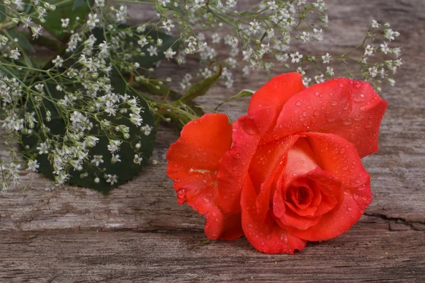 Rosa arancione in una cornice di fiori di gypsophila. primo piano . — Foto Stock