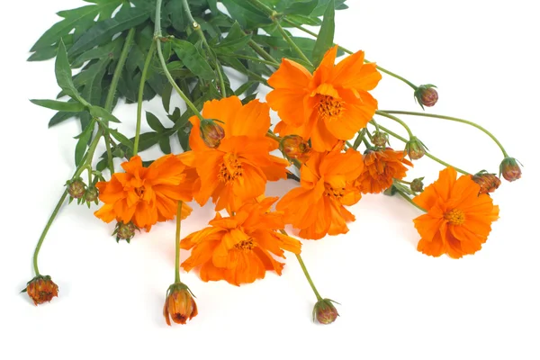 Orange Ringelblume Blüten isoliert auf weißem Hintergrund — Stockfoto