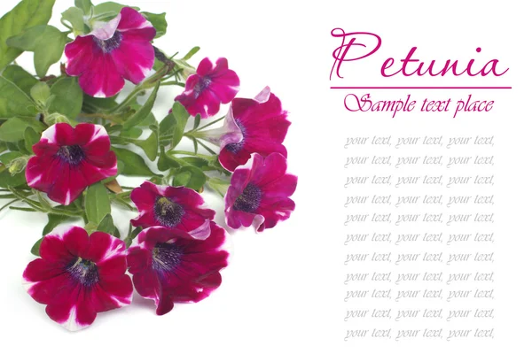 Bourgondië petunia bloem geïsoleerd op witte achtergrond — Stockfoto