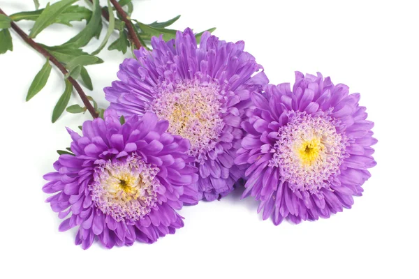 Bunch of beautiful blue with a yellow center asters isolated — Stock Photo, Image