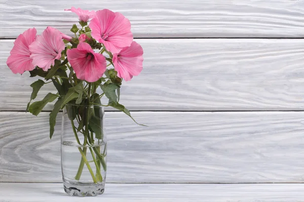 Lavatera flores cor-de-rosa em um vaso de vidro — Fotografia de Stock