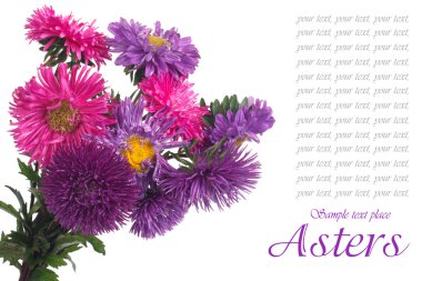 çok renkli Aster üzerinde beyaz izole demet