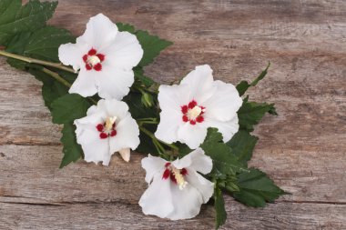 ahşap arka plan üzerinde beyaz hibiscus çiçek