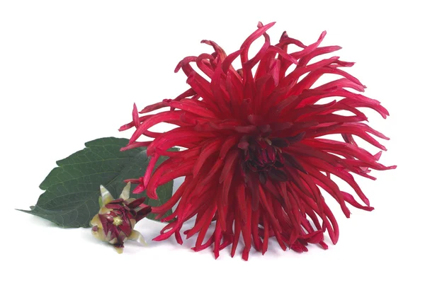 Large dark red dahlia with a bud isolated on white background — Stock Photo, Image