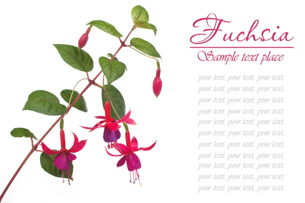 Fuchsia with beautiful flowers isolated . inscription — Stock Photo, Image