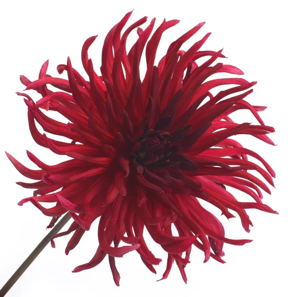 Dahlia burgundy besar terisolasi pada latar belakang putih — Stok Foto