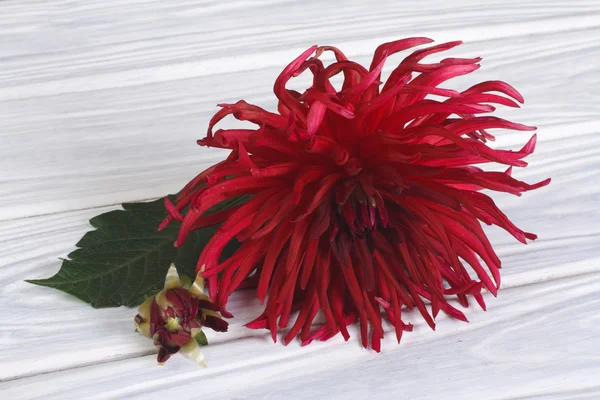 Burgundy dahlia flower with a bud on a wooden table — Stock Photo, Image