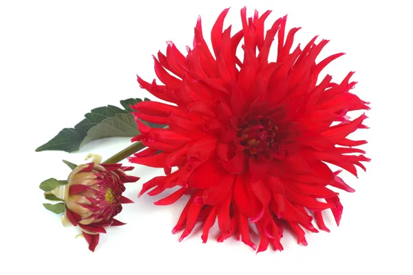 Large red dahlia with a bud isolated on white background — Stock Photo, Image