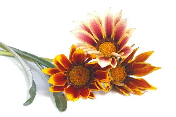 Striped Gazania flowers isolated on white background — Stock Photo, Image