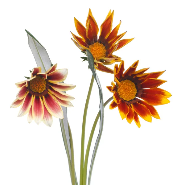 Striped Gazania flower bouquet isolated on white background — Stock Photo, Image