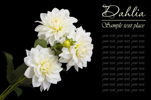 Um buquê de rosas brancas sobre um fundo preto com o texto — Fotografia de Stock