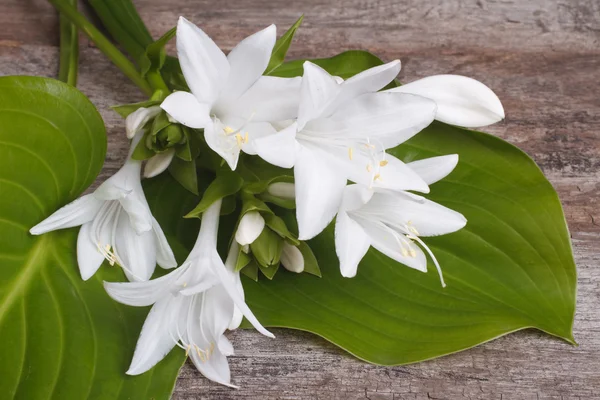 Flores blancas y hojas hosta sobre una mesa de madera — Foto de Stock