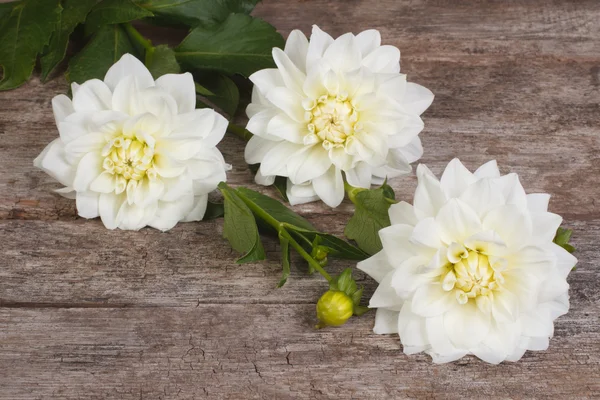 Weiße Dahlienblüten auf altem Holztisch — Stockfoto