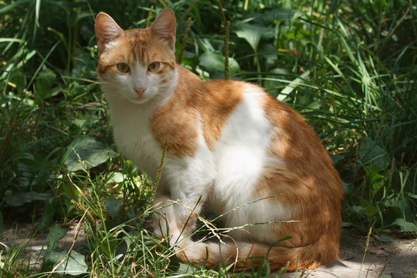 Kırmızı ile yeşil çim beyaz kedi — Stok fotoğraf