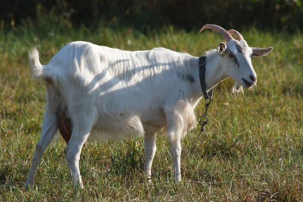 Weiße Ziege auf einer Weide auf grünem Gras angebunden — Stockfoto