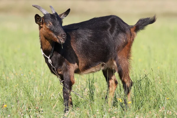 Коричневий кози на пасовищі зелені влітку — стокове фото