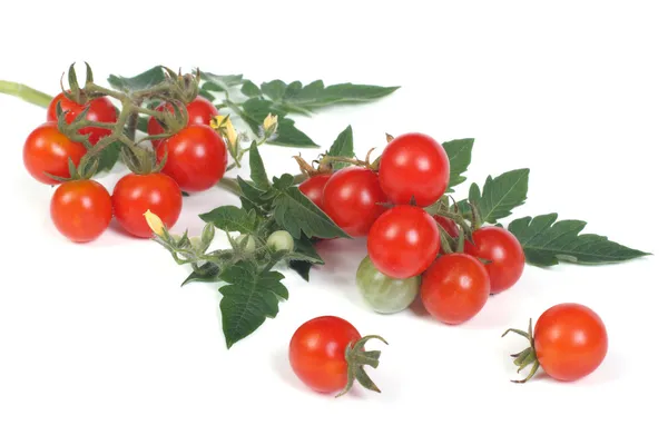 Fresh ripe cherry tomatoes isolated on a white background — Stock Photo, Image