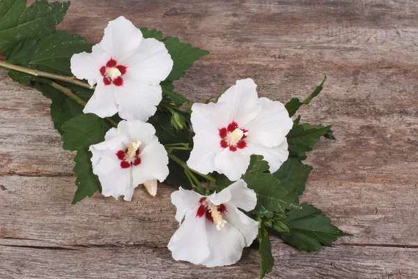 Vit hibiskus blommor på en trä bakgrund — Stockfoto