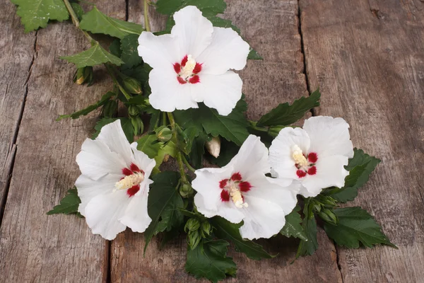 Bloeiende witte hibiscus — Stockfoto