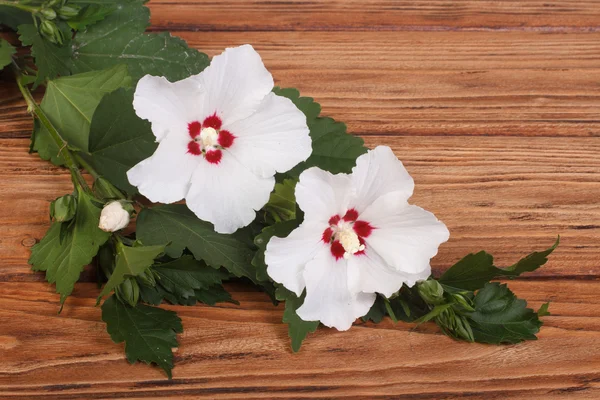 Witte hibiscus bloemen op een bruine houten tafel — Stockfoto