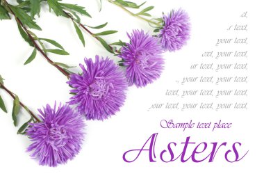 metin ile mavi Aster dışında güzel tatil kartı