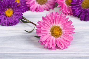 çok renkli Aster ahşap masanın üzerine dağılmış