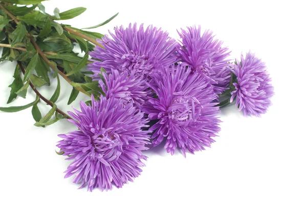 Fragrant bouquet of autumn flowers asters isolated on white — Stock Photo, Image