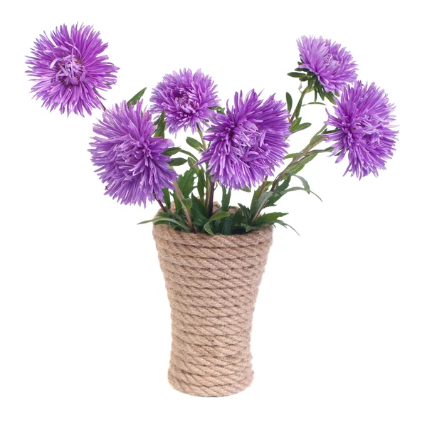 As belas flores de aster azuis em um vaso isolado em branco — Fotografia de Stock
