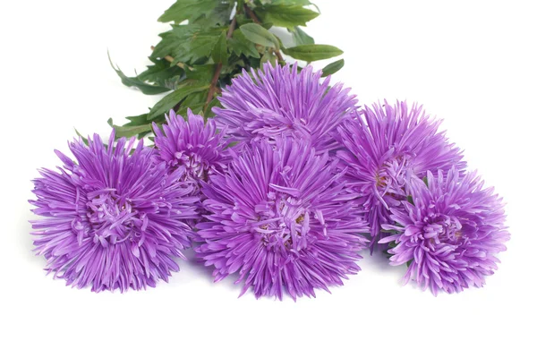 Bouquet of blue flowers asters isolated on white background — Stock Photo, Image