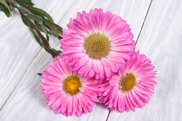 Астеры из розовых цветов лежат на светлом деревянном столе — стоковое фото