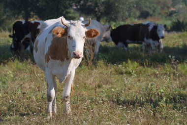 üzgün inek sürüden sapmış