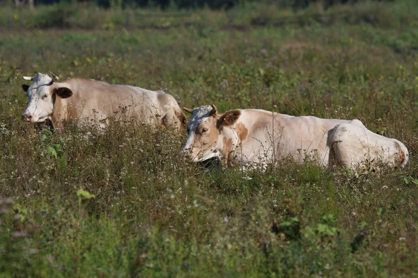 Two young cows lie on a summer pasture — Stock Photo, Image