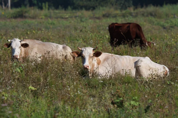 Two cows in the pasture is resting on a background of grass — Stock Photo, Image